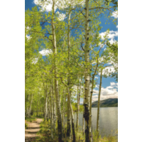 БРТЗ Дыхание тепла Березовый берег